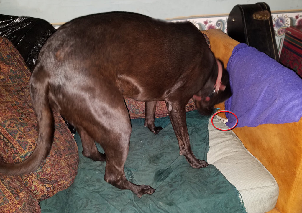 Meet the Team:  The Bone Hider