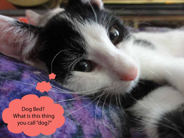 Purple and Peach Climbing Bars Dog Bed - Dog Beds -  -  Karen Tiede Studio - 7